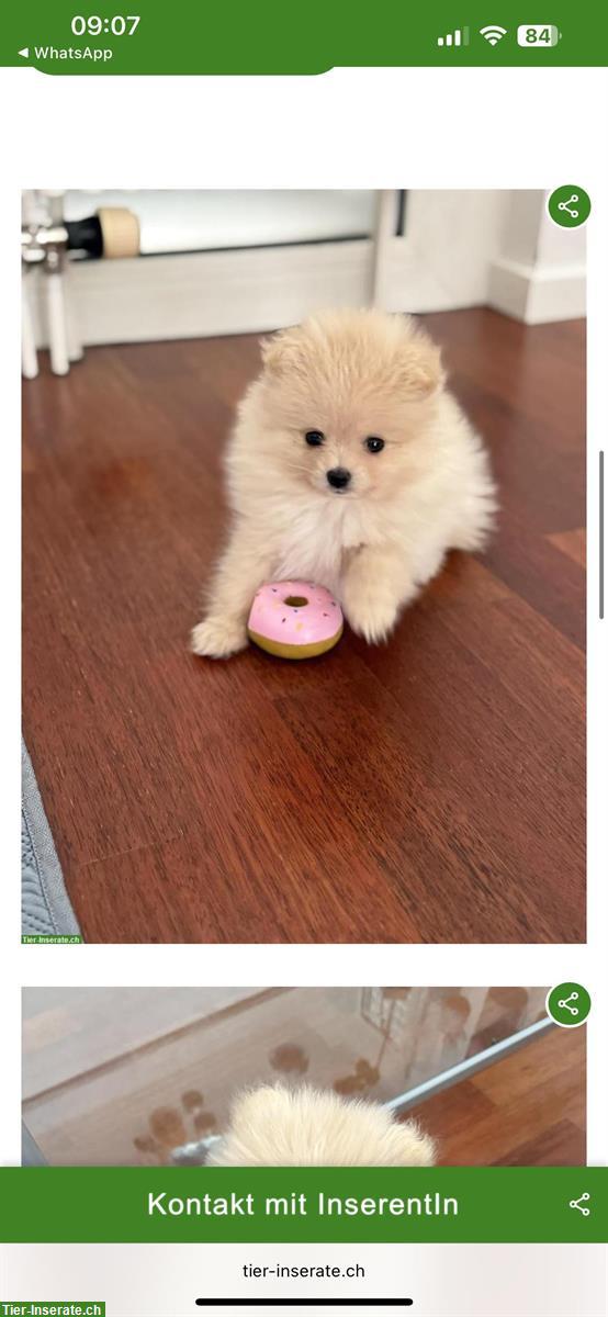 Mini Pomeranian Hündin sucht neues Zuhause
