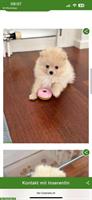 Mini Pomeranian Hündin sucht neues Zuhause