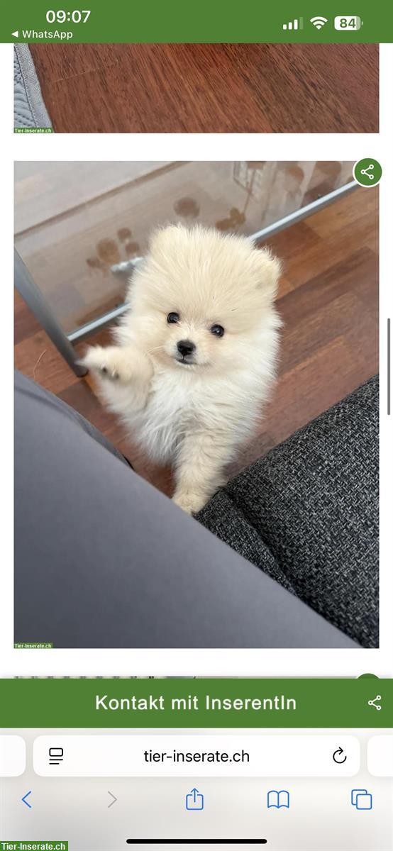 Bild 2: Mini Pomeranian Hündin sucht neues Zuhause