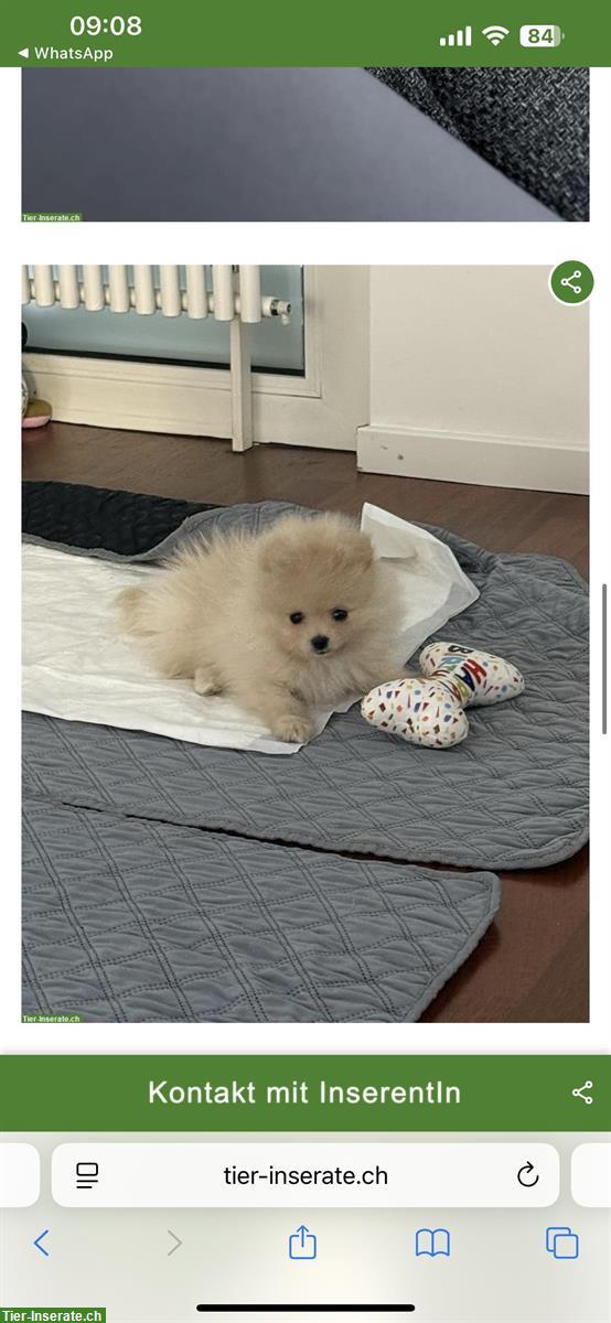 Bild 3: Mini Pomeranian Hündin sucht neues Zuhause
