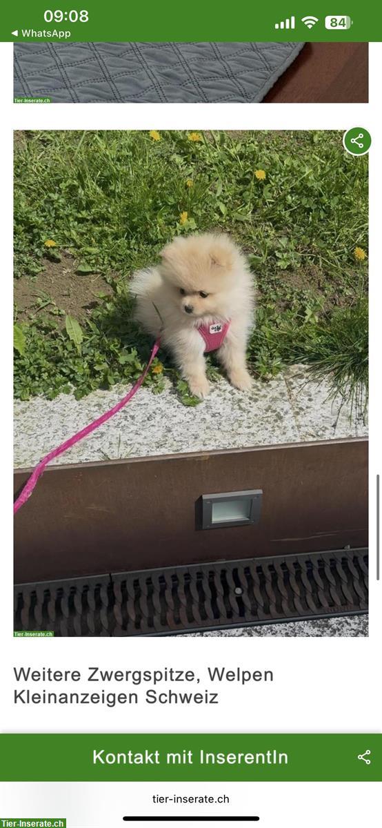 Bild 4: Mini Pomeranian Hündin sucht neues Zuhause