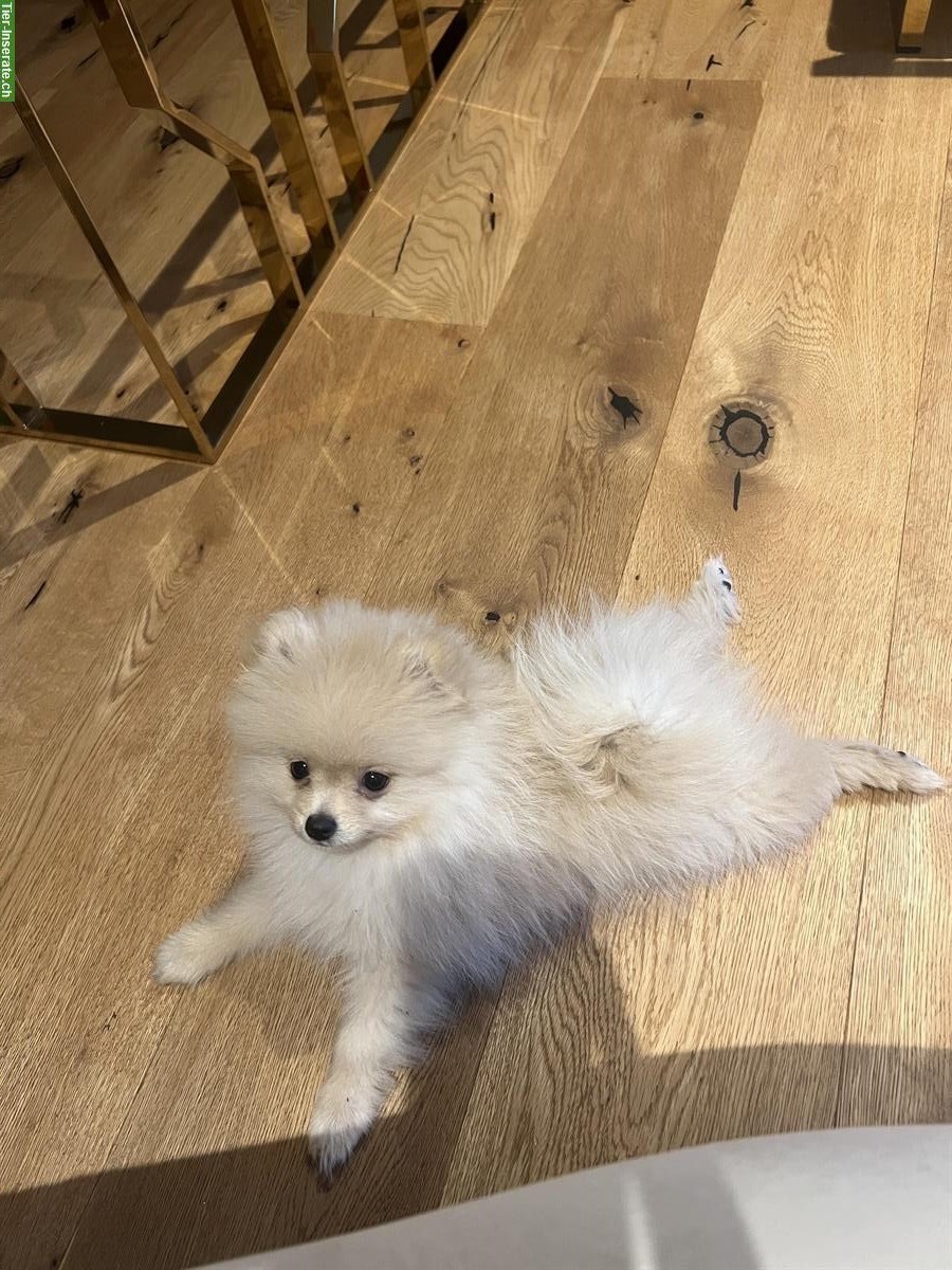 Bild 5: Mini Pomeranian Hündin sucht neues Zuhause