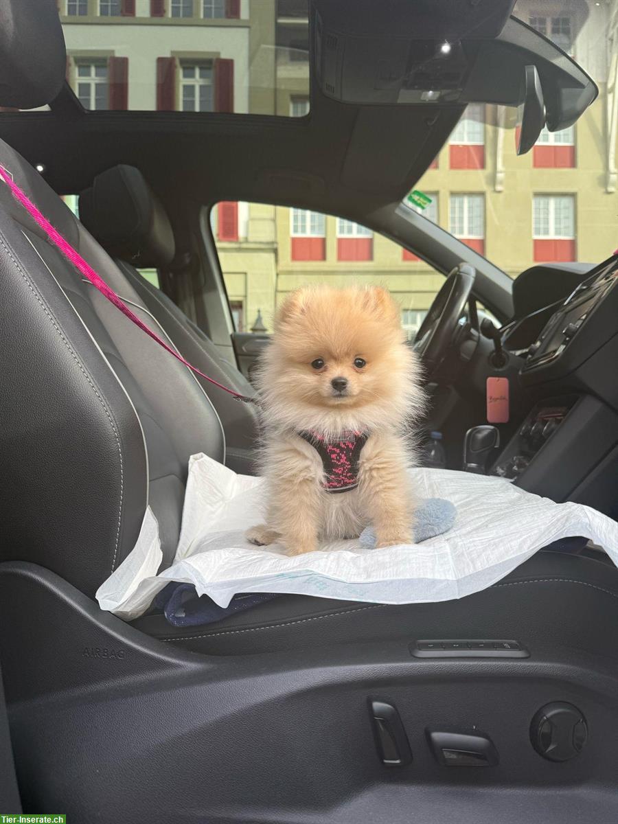 Bild 6: Mini Pomeranian Hündin sucht neues Zuhause