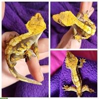 1.0 Kronengecko 12 Monate, Männchen, Harlekin