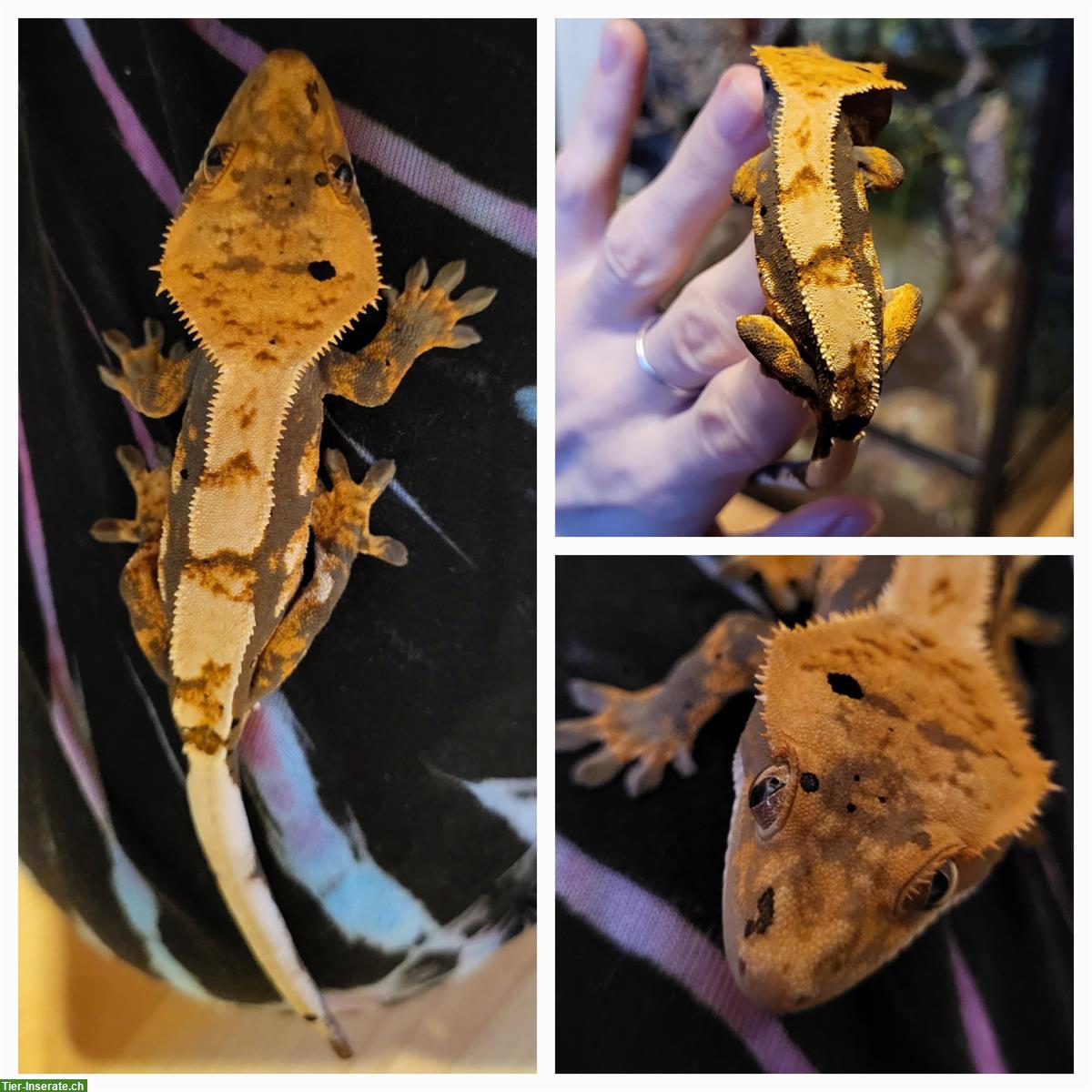 1.0 Kronengecko Männchen, Harlekin mit Dalmatiner, 12 Monate