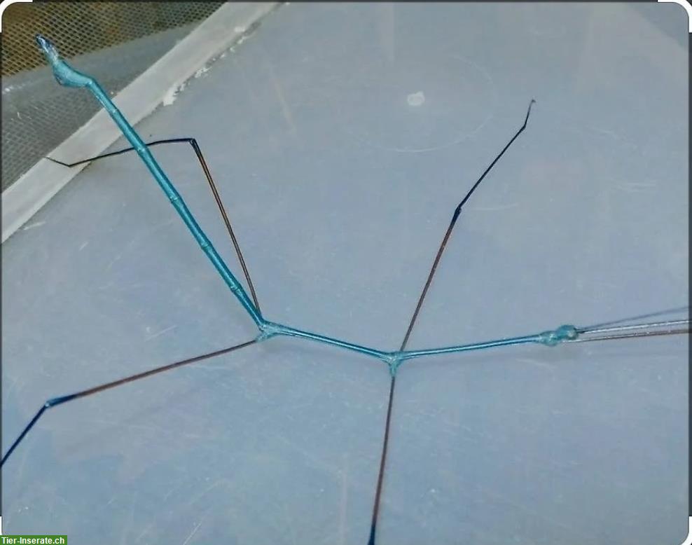 Blaue Thai-Stabschrecken - Ramulus Nematodes «blue»