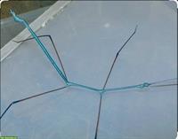 Blaue Thai-Stabschrecken - Ramulus Nematodes «blue»