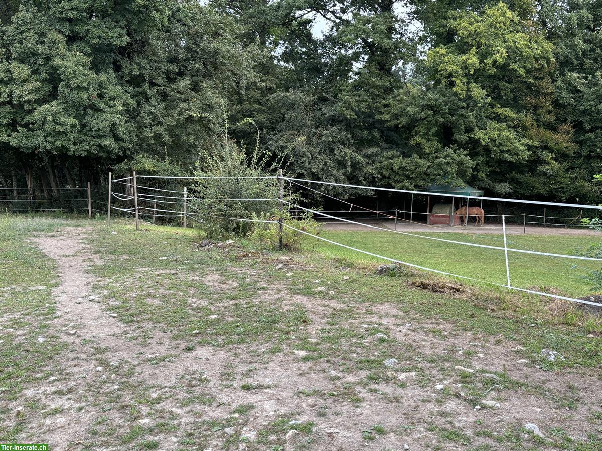 Bild 2: Vermieten Offenstall/Aktivlaufstall an Selbstversorger, Mellingen AG