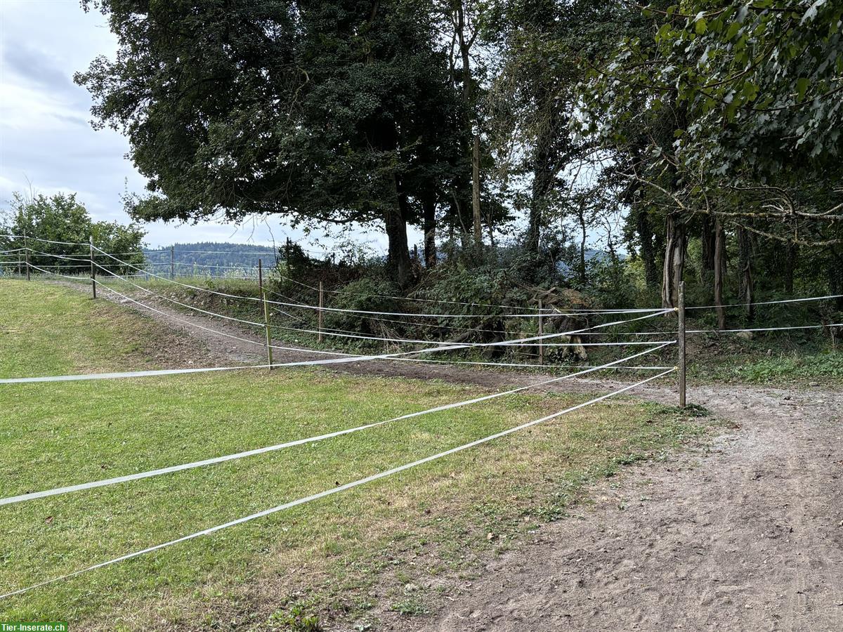 Bild 3: Vermieten Offenstall/Aktivlaufstall an Selbstversorger, Mellingen AG