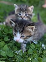 Sibirische Waldkatze Mix Büseli suchen ein Zuhause
