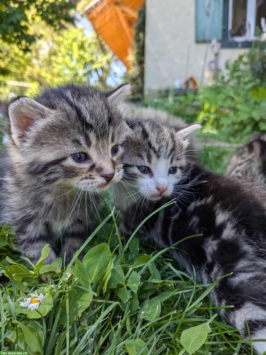 Bild 2: Sibirische Waldkatze Mix Büseli suchen ein Zuhause