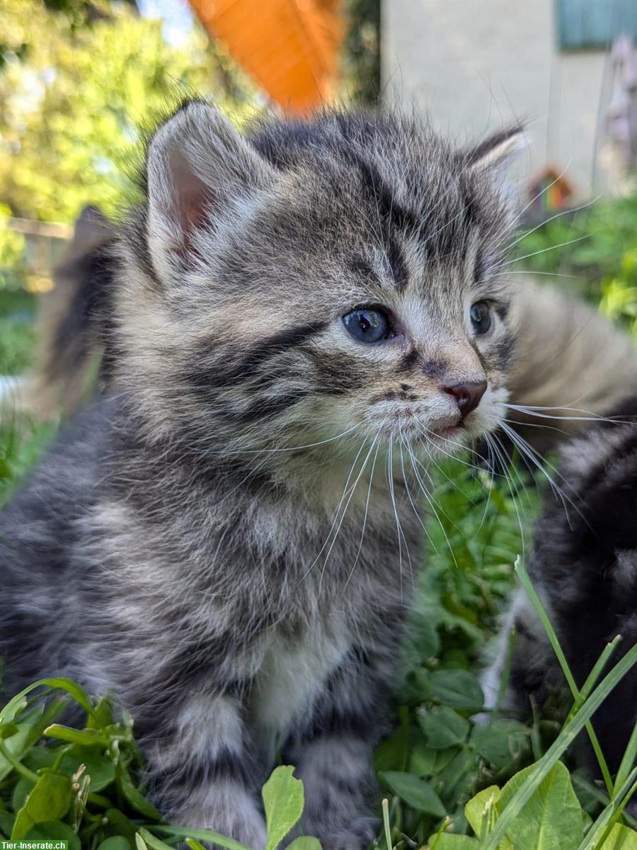 Bild 3: Sibirische Waldkatze Mix Büseli suchen ein Zuhause