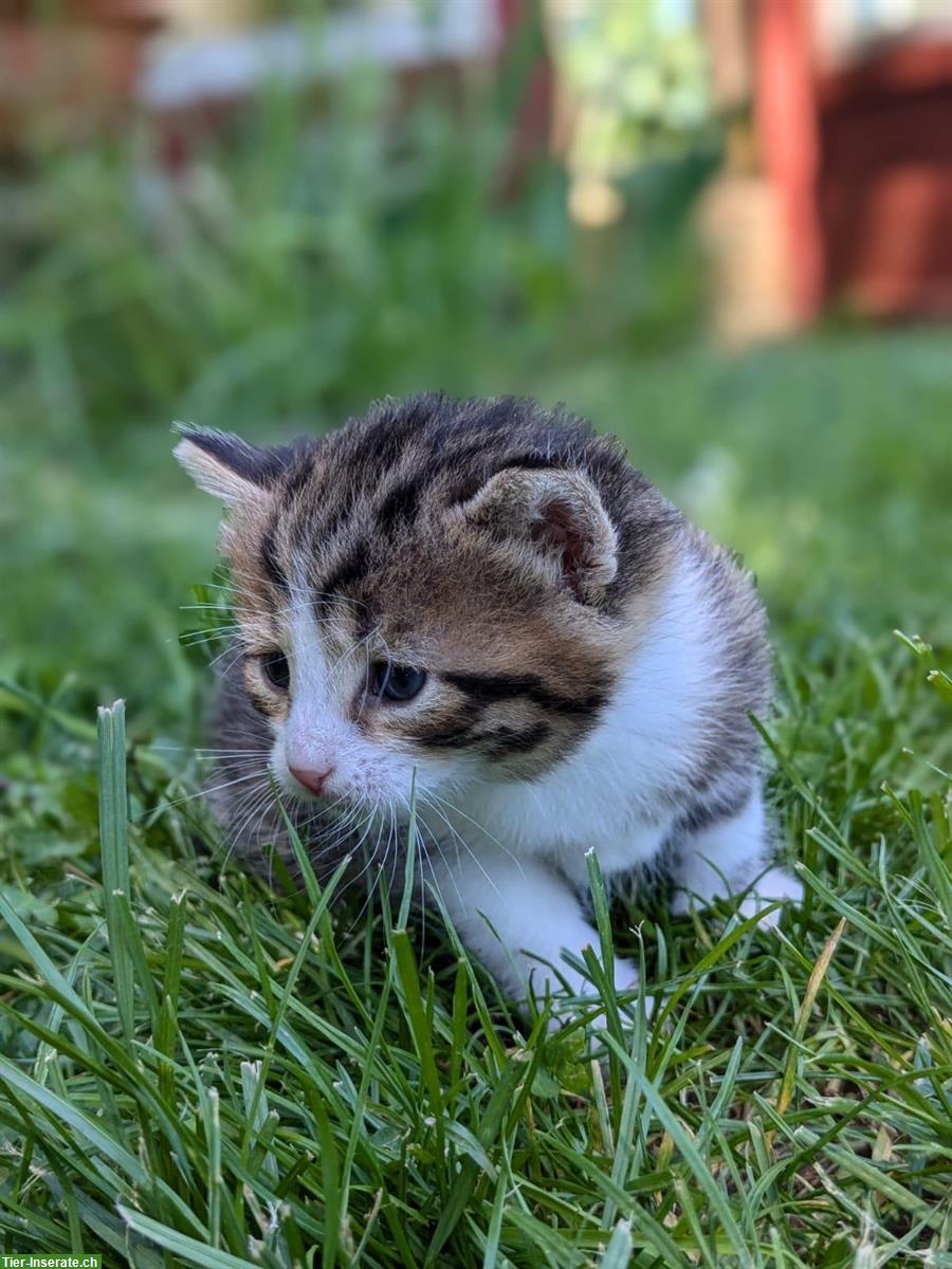 Bild 4: Sibirische Waldkatze Mix Büseli suchen ein Zuhause