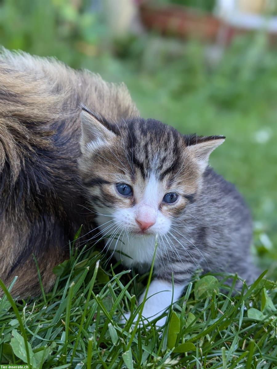 Bild 5: Sibirische Waldkatze Mix Büseli suchen ein Zuhause