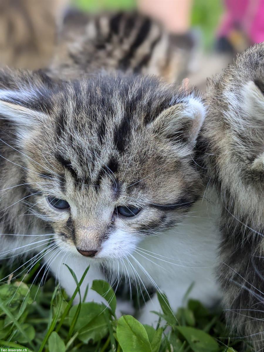 Bild 6: Sibirische Waldkatze Mix Büseli suchen ein Zuhause