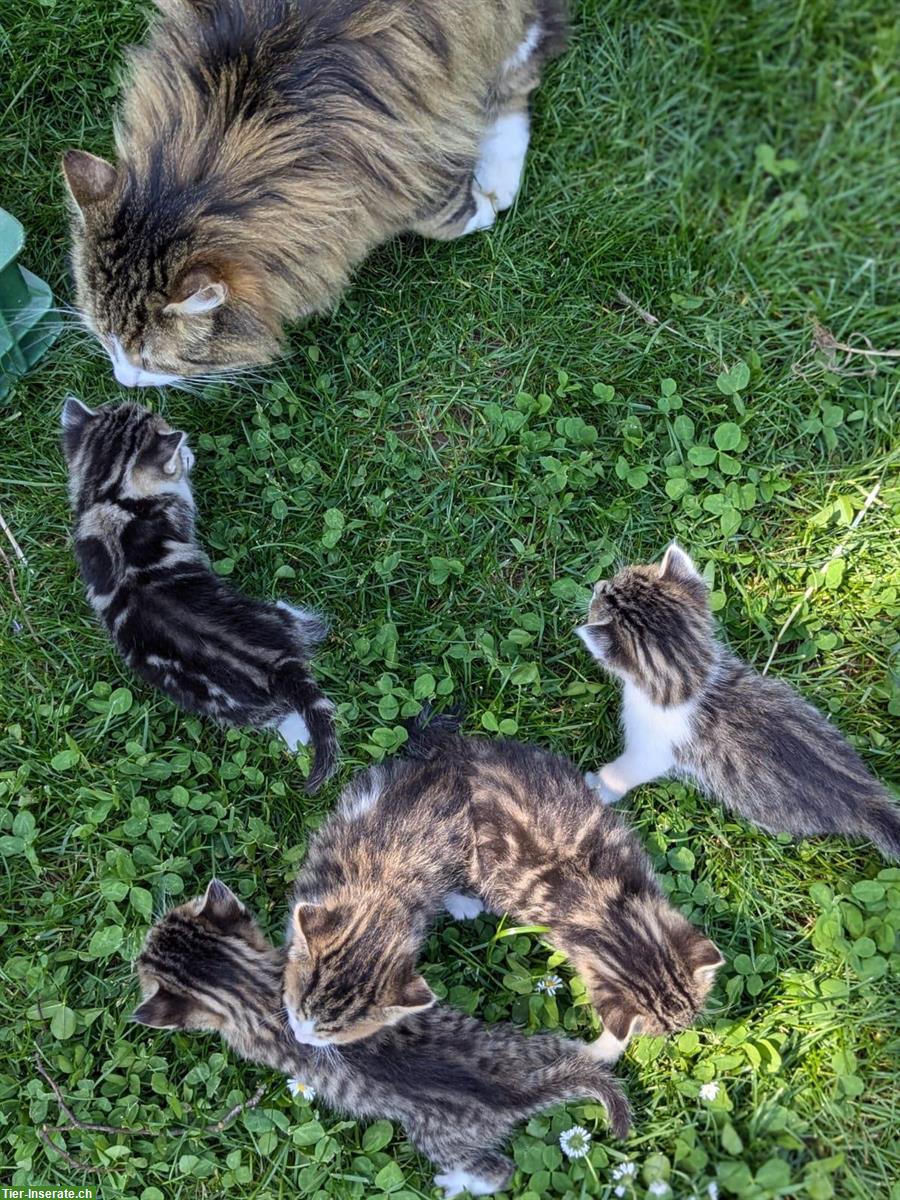 Bild 7: Sibirische Waldkatze Mix Büseli suchen ein Zuhause