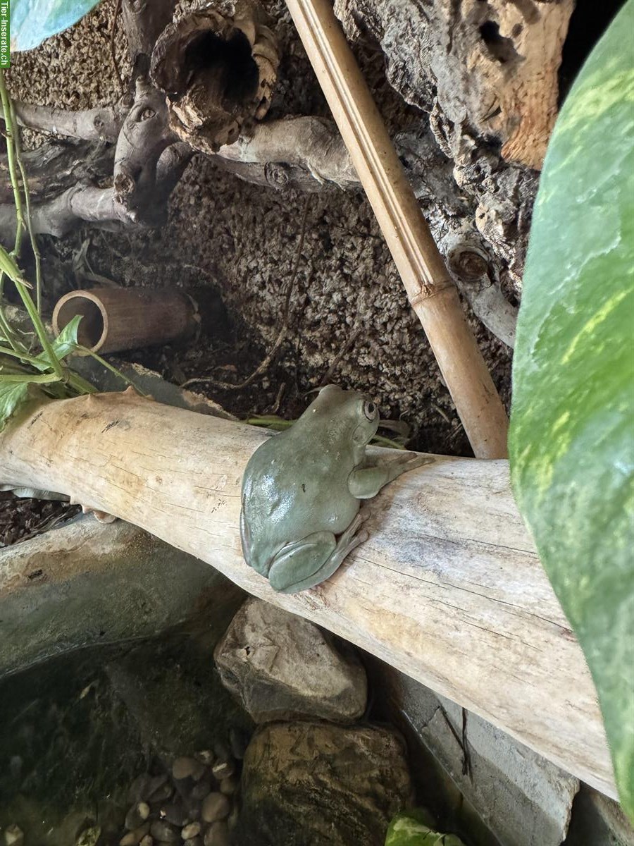 Laubfrosch gratis abzugeben