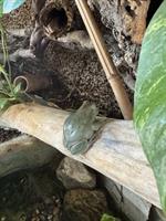 Laubfrosch gratis abzugeben