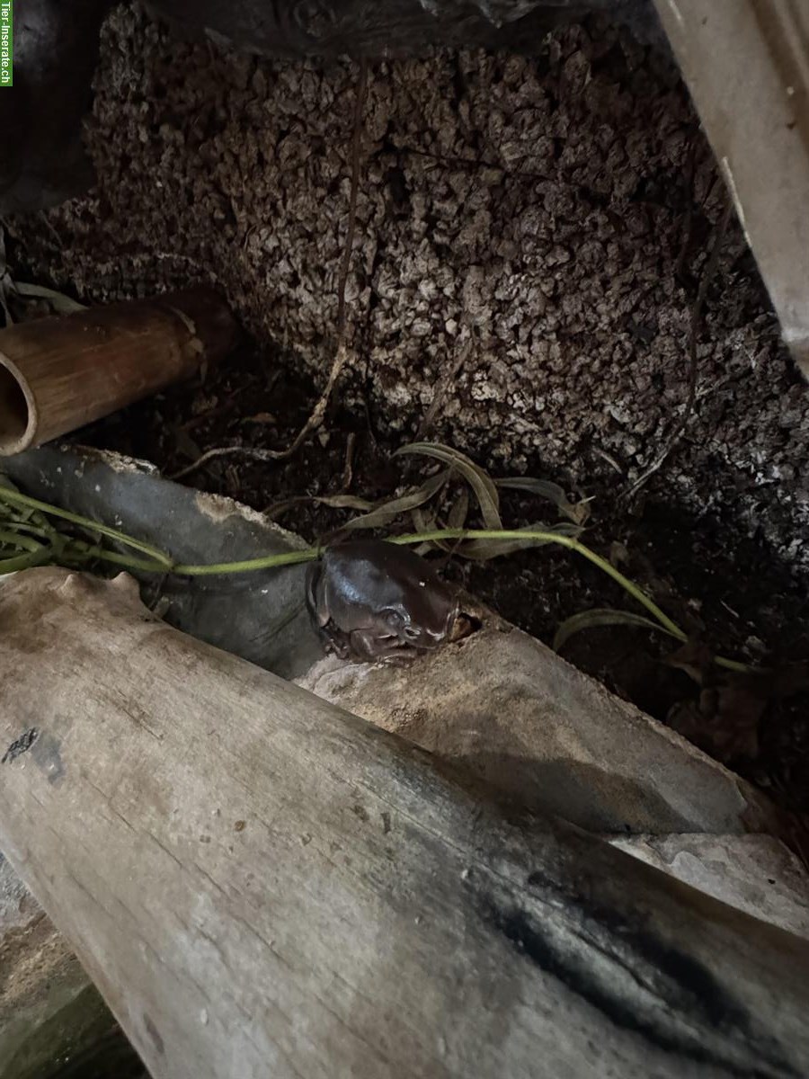 Bild 2: Laubfrosch gratis abzugeben