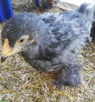 2 Brahma Jungtiere zu verkaufen
