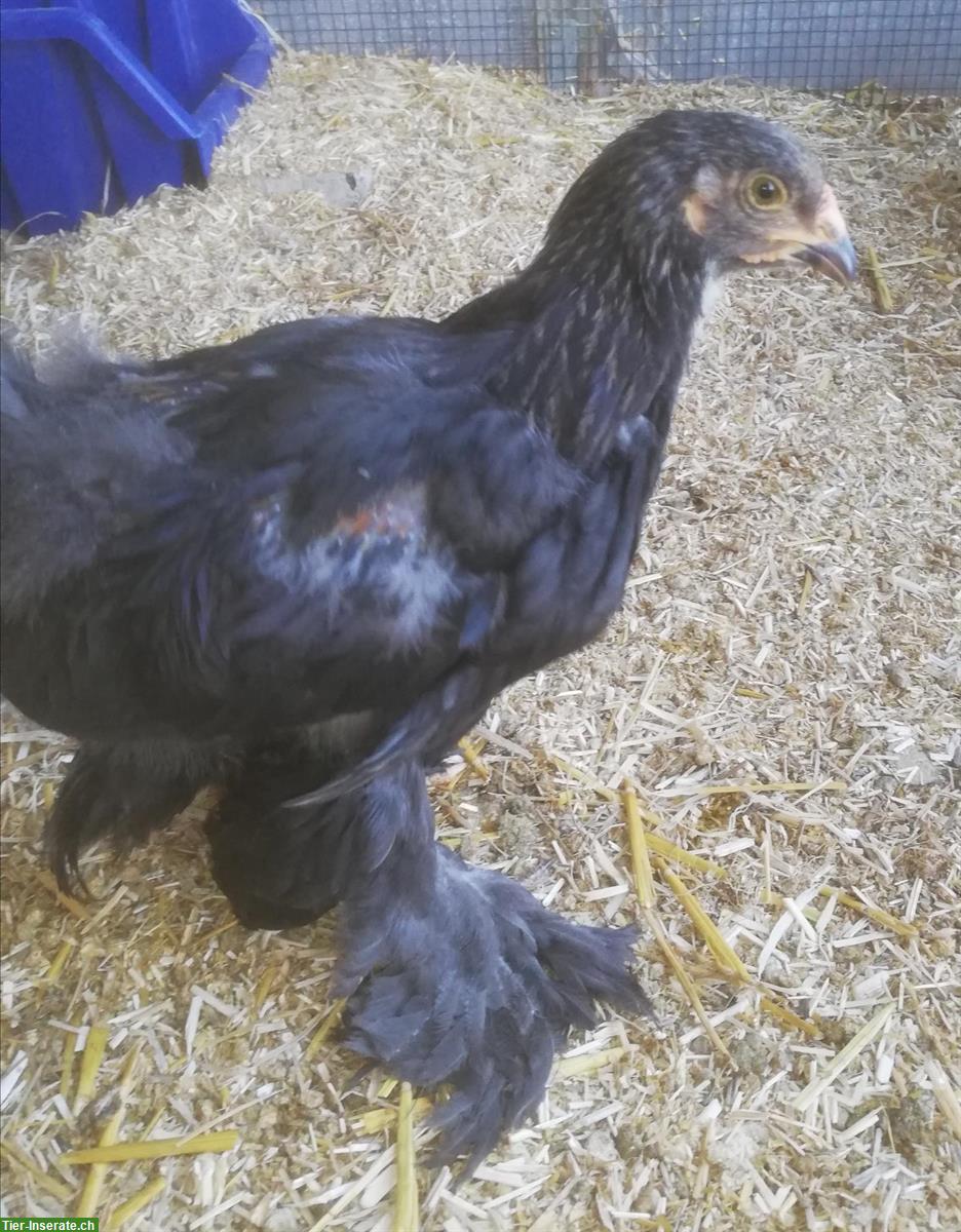 Bild 2: 2 Brahma Jungtiere zu verkaufen