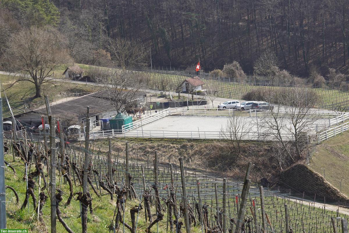 Bild 3: 2 Offenstallplätze per sofort frei in Birmenstorf AG