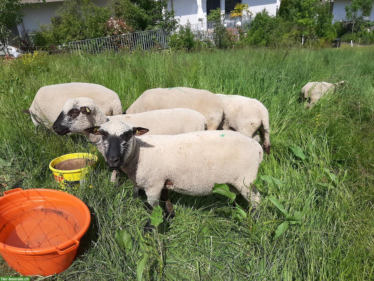 Bild 3: Reinrassige Shropshire Widder zu verkaufen