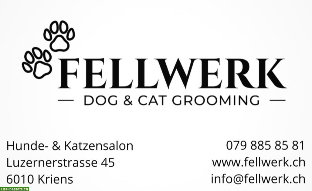 Fellwerk - Dog & Cat Grooming in Kriens LU