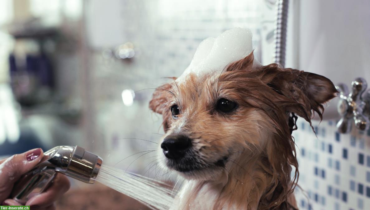Bild 2: Fellwerk - Dog & Cat Grooming in Kriens LU