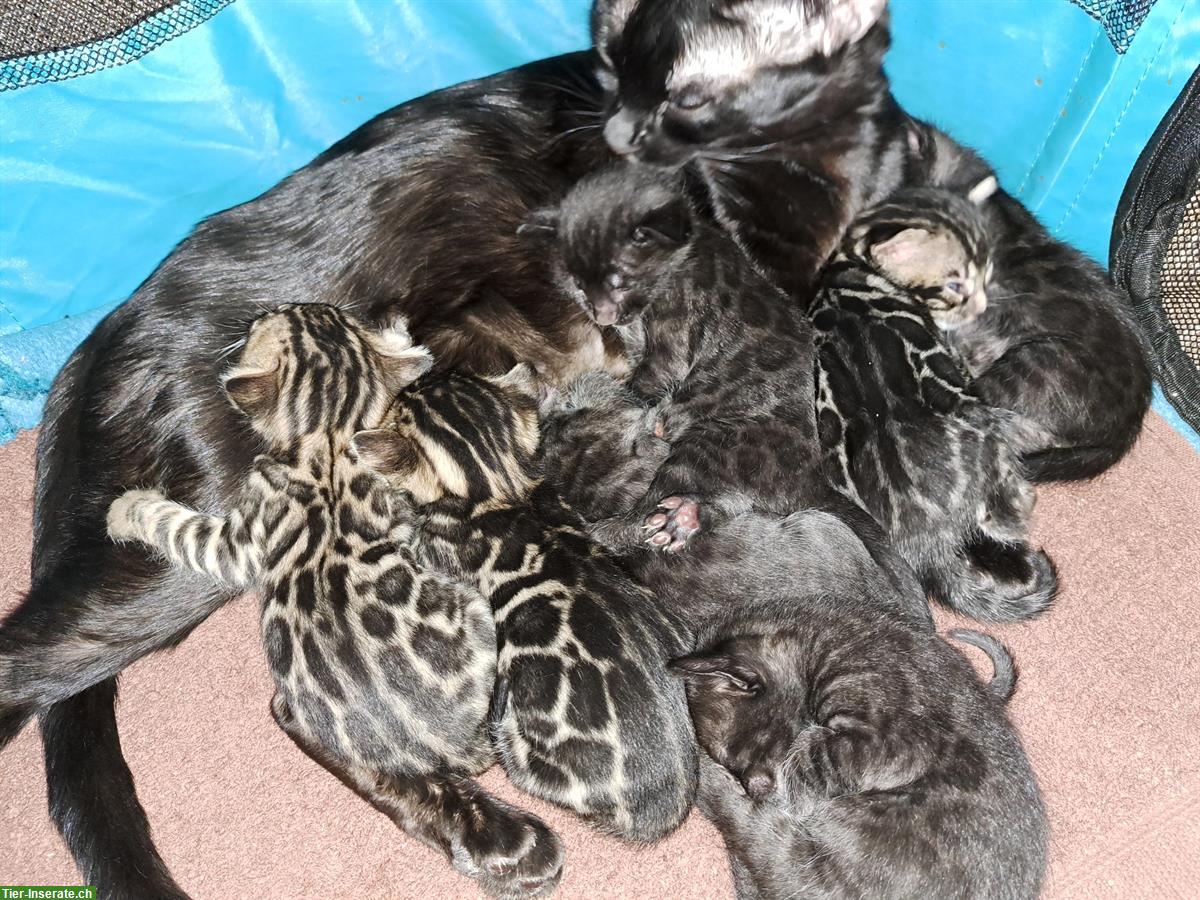 Traumhafte Bengal Kitten, melanistic und brown