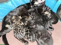 Traumhafte Bengal Kitten, melanistic und brown