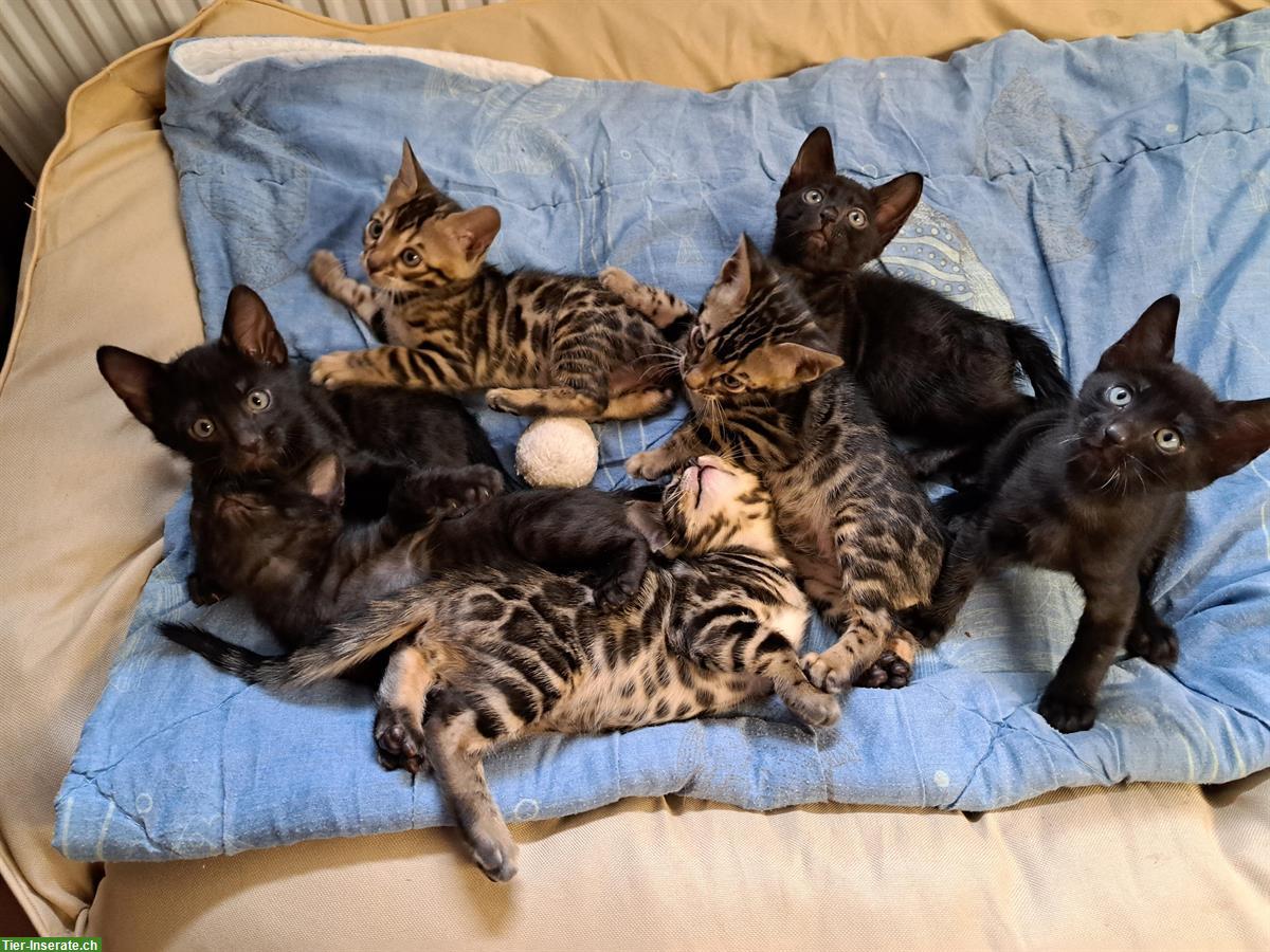 Bild 10: Traumhafte Bengal Kitten, melanistic und brown
