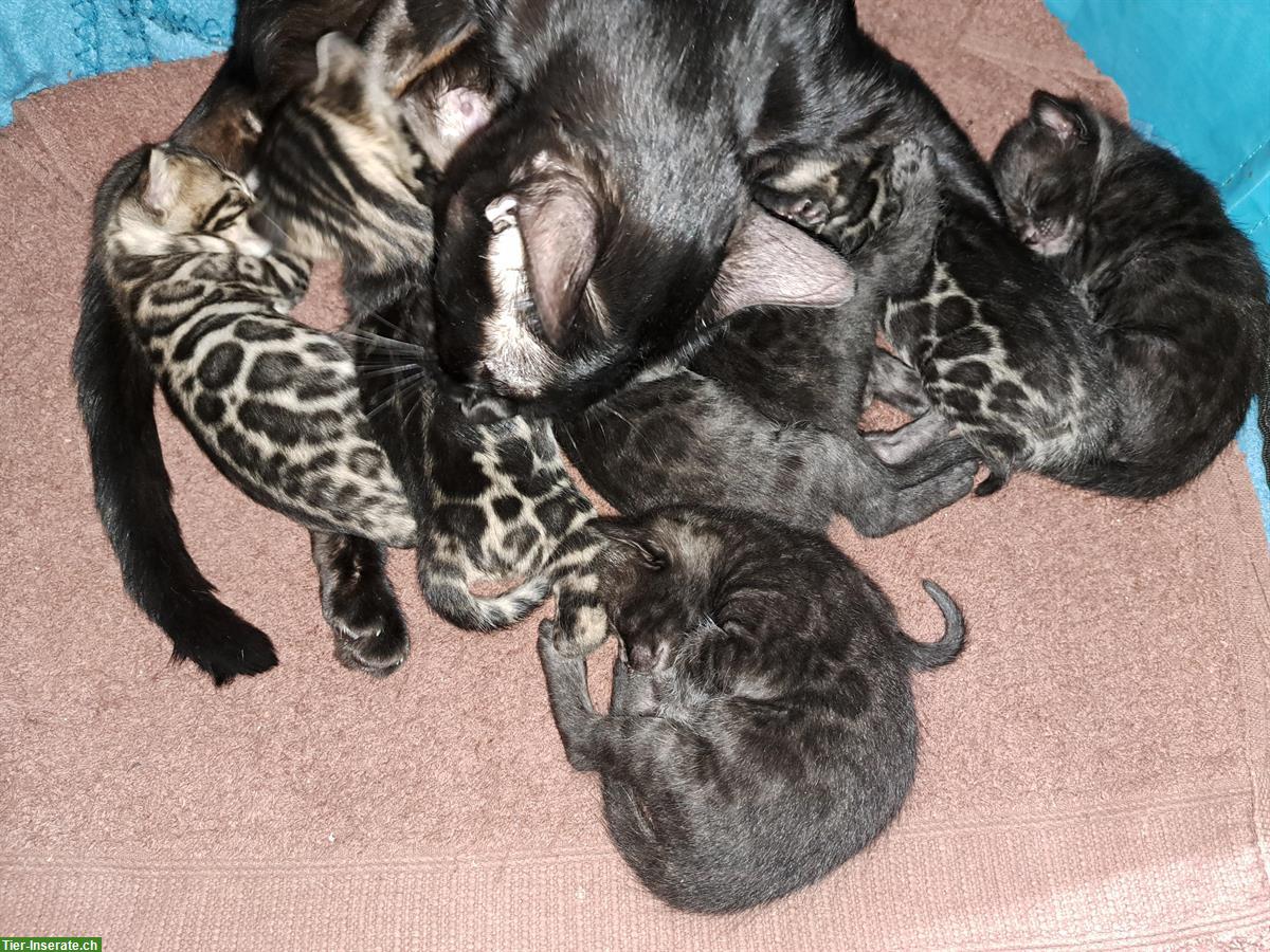 Bild 2: Traumhafte Bengal Kitten, melanistic und brown