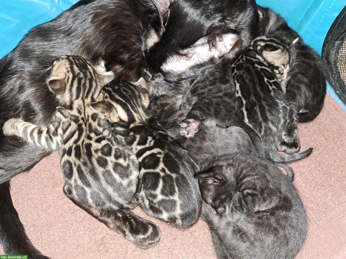 Bild 3: Traumhafte Bengal Kitten, melanistic und brown