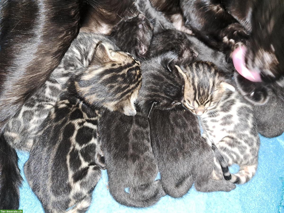 Bild 4: Traumhafte Bengal Kitten, melanistic und brown