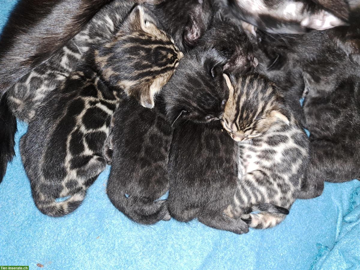 Bild 5: Traumhafte Bengal Kitten, melanistic und brown
