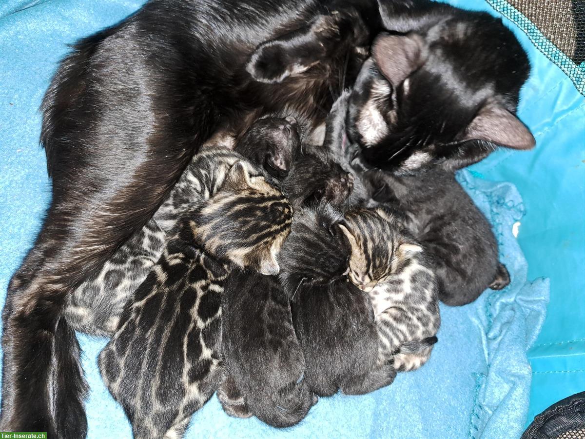 Bild 6: Traumhafte Bengal Kitten, melanistic und brown