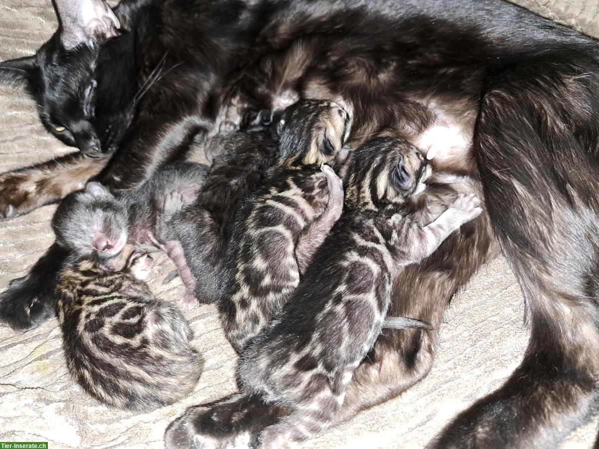 Bild 7: Traumhafte Bengal Kitten, melanistic und brown