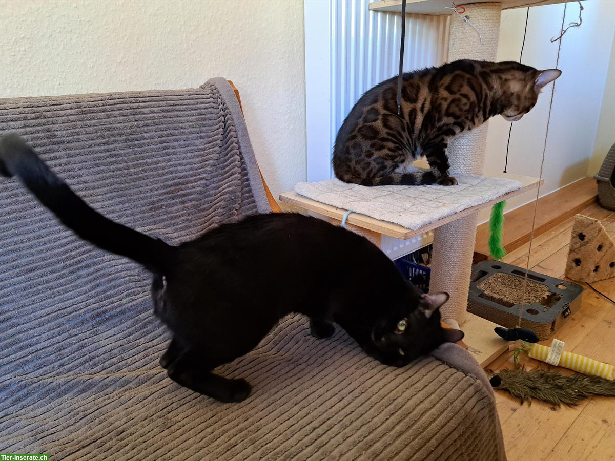 Bild 8: Traumhafte Bengal Kitten, melanistic und brown