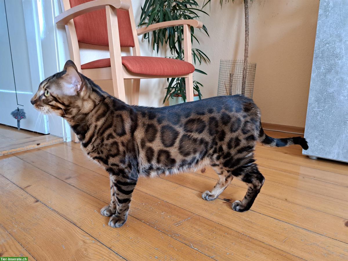 Bild 9: Traumhafte Bengal Kitten, melanistic und brown
