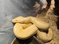1.0 Boa Constrictor zu verkaufen oder tauschen