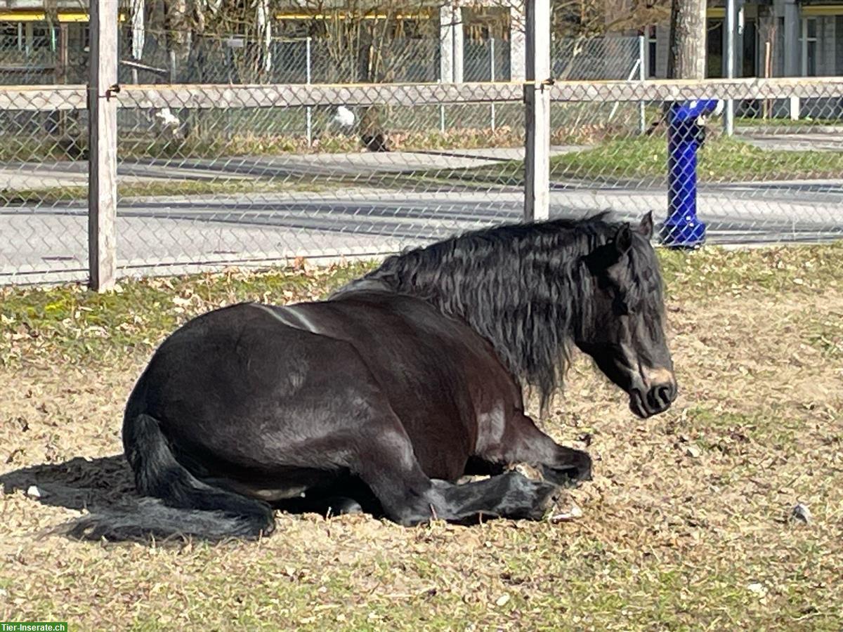 Bild 2: Beistell Kleinpferd Stute sucht schönes Plätzli