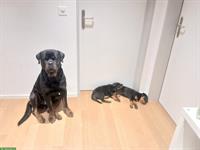 2 wundervolle Rottweiler Welpen, weiblich