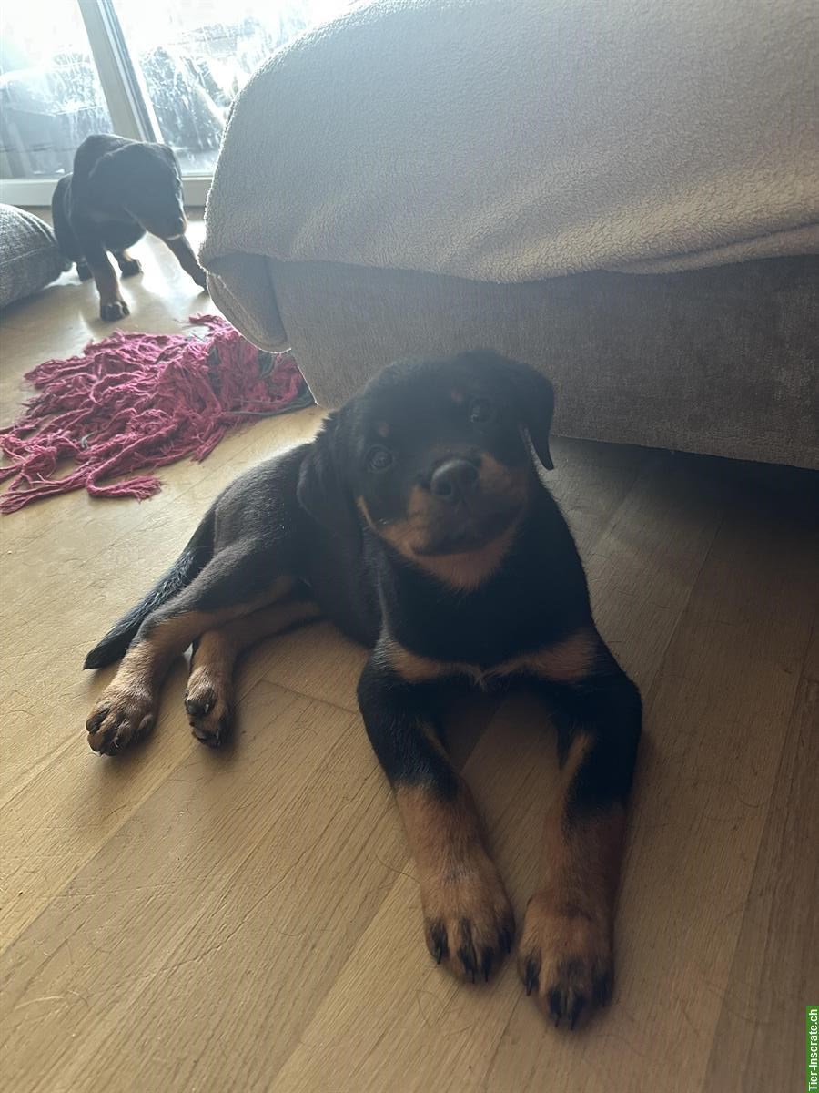 Bild 2: 2 wundervolle Rottweiler Welpen, weiblich