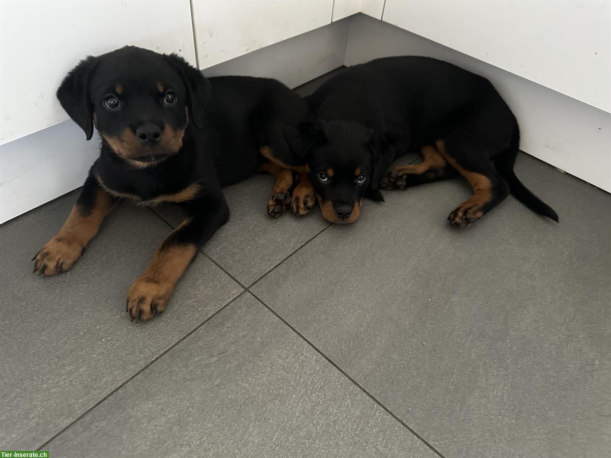 Bild 5: 2 wundervolle Rottweiler Welpen, weiblich