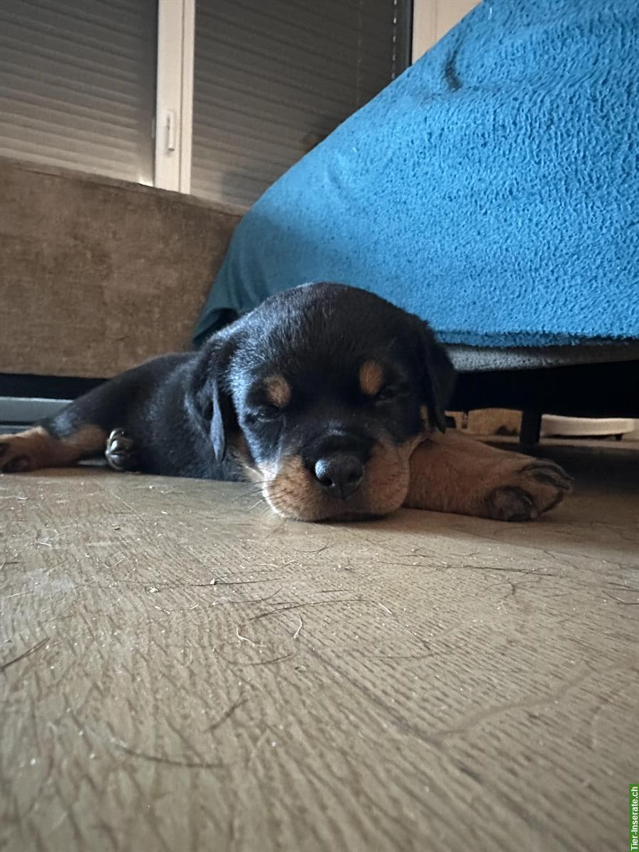 Bild 6: 2 wundervolle Rottweiler Welpen, weiblich