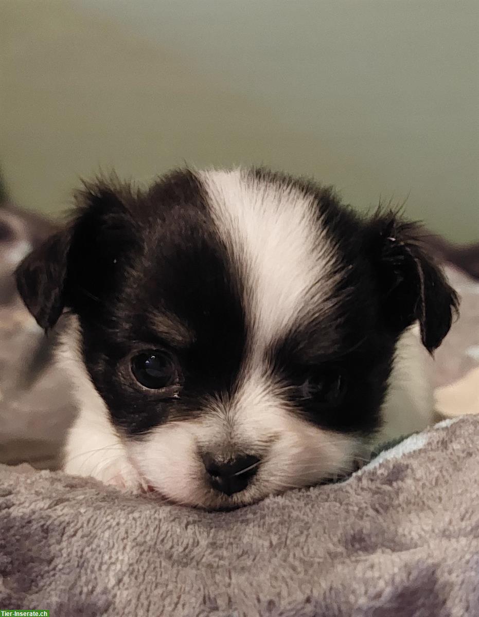 Chihuahua Welpen aus offizieller, kontrollierter CH-Zucht