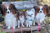 Chihuahua Welpen aus offizieller, kontrollierter CH-Zucht