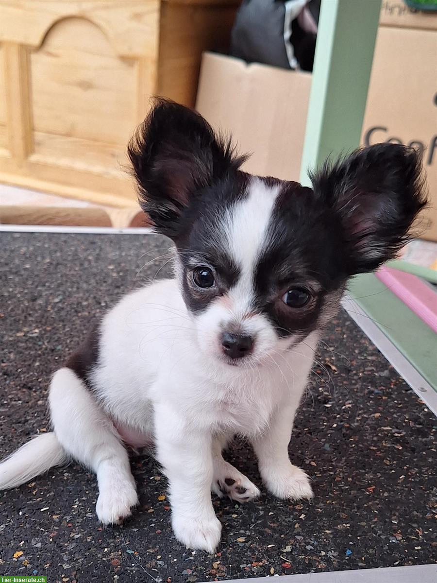 Bild 2: Chihuahua Welpen aus offizieller, kontrollierter CH-Zucht