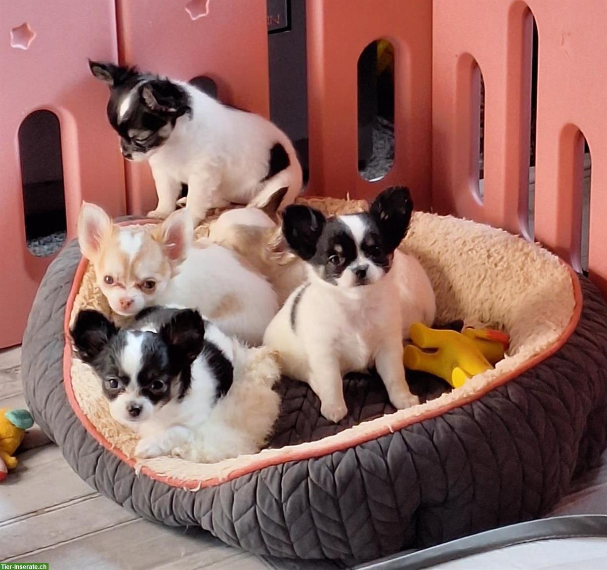 Bild 3: Chihuahua Welpen aus offizieller, kontrollierter CH-Zucht
